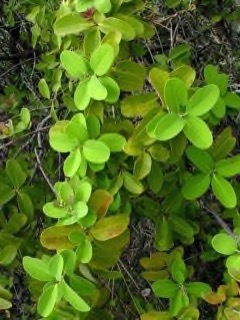 Santalum paniculatum Mountain Sandalwood, Hawaiian Sandalwood, Santalum paniculatum Mountain Sandalwood, Hawaiian Sandalwood,